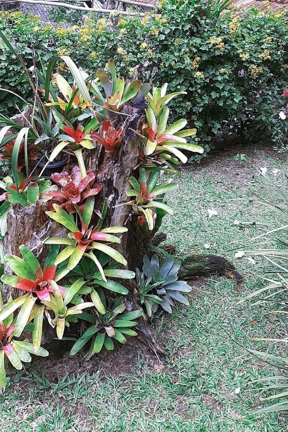 فيلا Casa Do Lenhador Petrópolis الغرفة الصورة